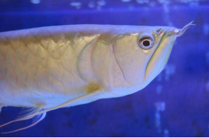 【已解决!】银龙鱼常见病的五种症状 银龙鱼饲养注意事项