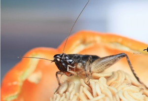 蟋蟀有危害？却有人要了解蟋蟀品种吃什么食物