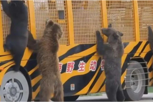 上海野生动物园工作人员遭熊袭击不幸身亡 安全问题需重视