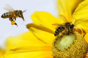 蜜蜂的生活习性