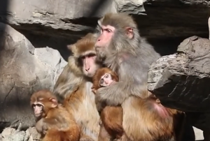 北京动物园猴子抱团取暖