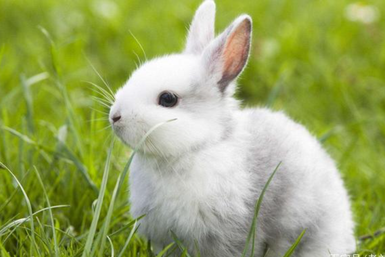 兔子当宠物怎么养比较好？（宠物兔该怎么养？）