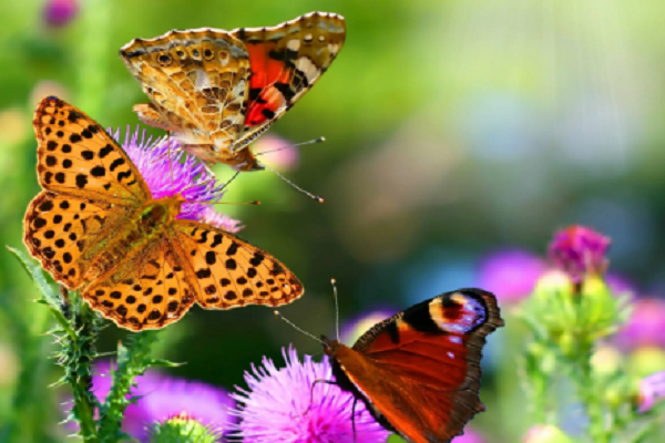 花间翩翩起舞的蝴蝶你了解多少？——蝴蝶的秘密。