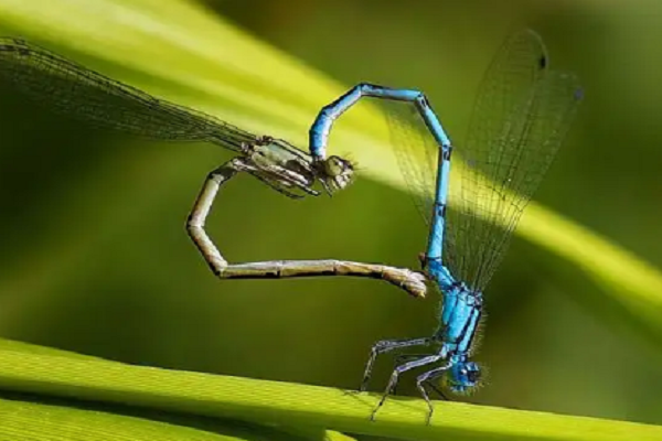 特殊姿势交配的蜻蜓，现实竞争却是残酷的。