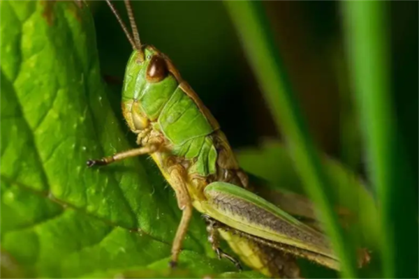 蝗虫就听得多，蝗虫的常见种类你知道么？
