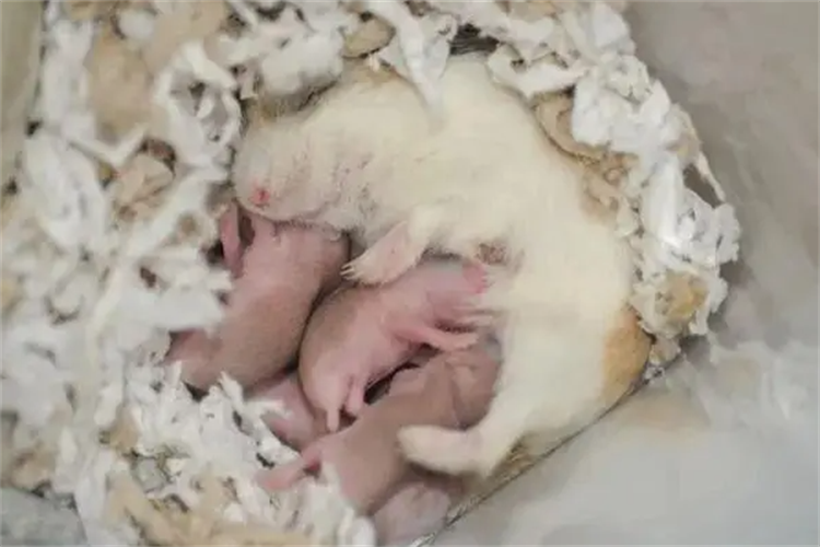 产后仓鼠应该怎么喂养？（哺乳期仓鼠需要补充什么营养？）