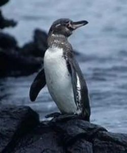 这十种企鹅你知道吗？它们生活在哪里？