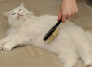 导致猫咪掉毛的主要原因。你知道多少个？