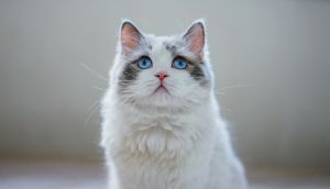 猫缺乏维生素的症状是什么？该如何去治疗？