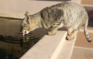 猫咪总爱喝马桶水？这是猫咪的怪癖吗？