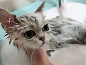 猫咪绝育前可以洗澡吗？有猫藓可以洗澡吗？