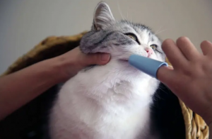 猫咪口臭怎么办？怎么给猫咪刷牙？