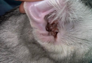 猫咪有耳螨会有什么症状？怎么治疗耳螨？