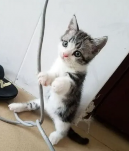 猫咪爱玩电线怎么办？有什么方法能制止？