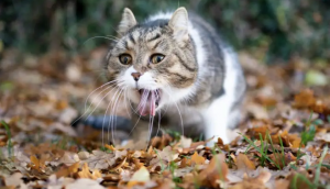 猫咪呕吐？是吐毛球还是肠胃炎呢？
