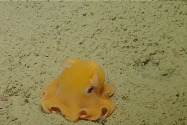 有耳朵的海洋生物——小飞象章鱼