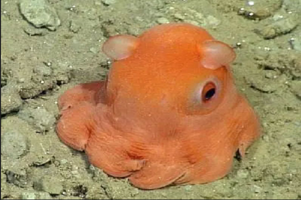 有耳朵的海洋生物——小飞象章鱼