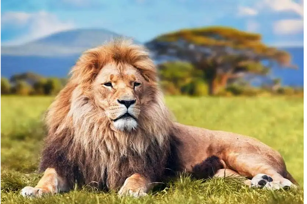 关于狮子的10个冷知识你可能没有听说过
