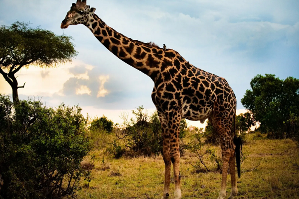 长颈鹿是动物界交配时间最短的