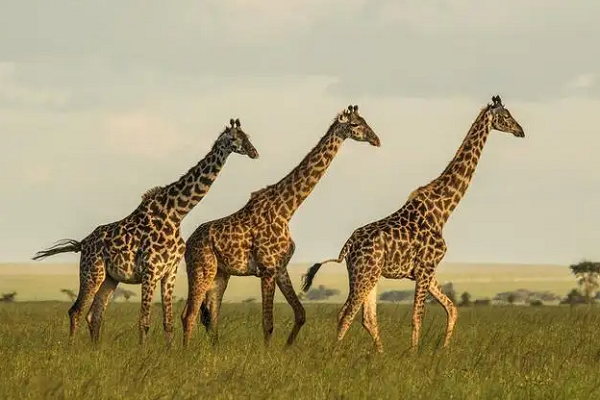 长颈鹿是动物界交配时间最短的