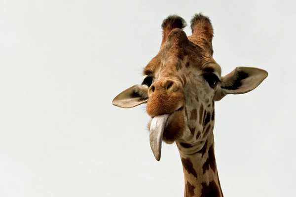 是谁说长颈鹿是哑巴的？