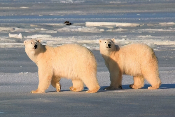 为什么北极熊和其它熊冬眠不一样？