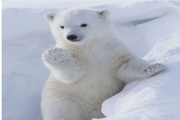 为什么北极熊和其它熊冬眠不一样？