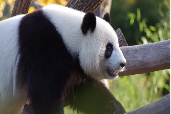 你们见过熊猫和老虎最凶狠的一面吗？