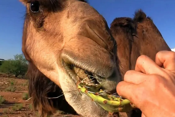 骆驼竟然吃长满刺的仙人掌？