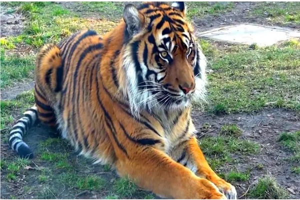 六种现代老虎里面，你认识哪几种？哪个体型最大？