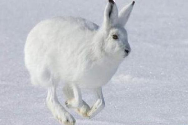 拥有大长腿的兔子——北极兔