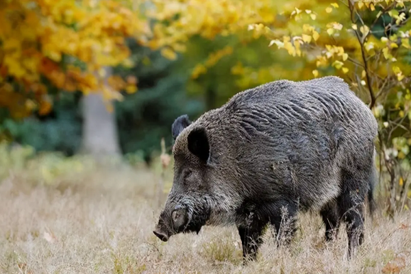 最危险的动物——野猪