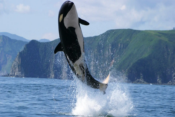 虎鲸撞击鲨鱼对其进行捕杀，竟然一动不动