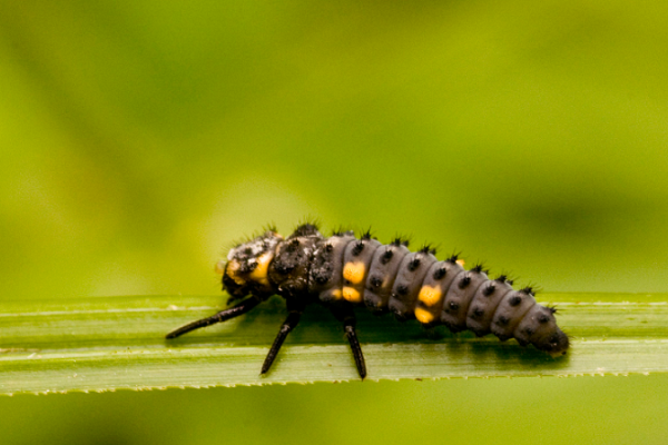 蚜虫的天敌，蚜虫杀手——七星瓢虫