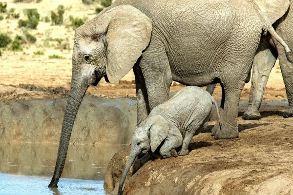 大象是不是不能用鼻子直接喝水？