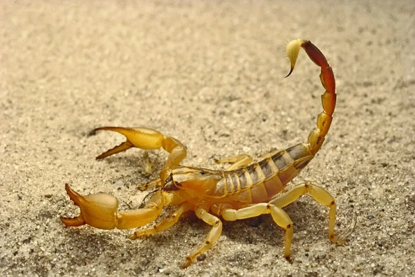 蝎子是怎么繁育后代的？