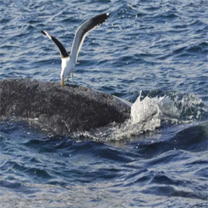凶猛的海鸥连鲸鱼都怕了它，是为什么呢？