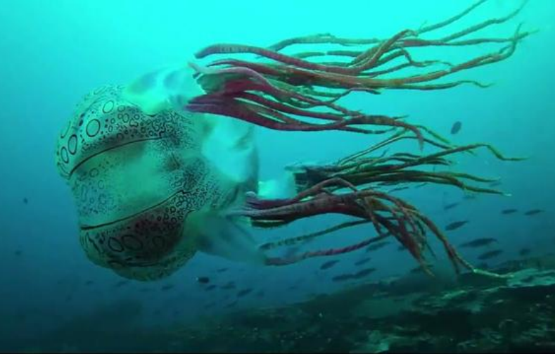 越美丽越致命，超诡异的剧毒水母-豹纹猎手水母（动物世界）