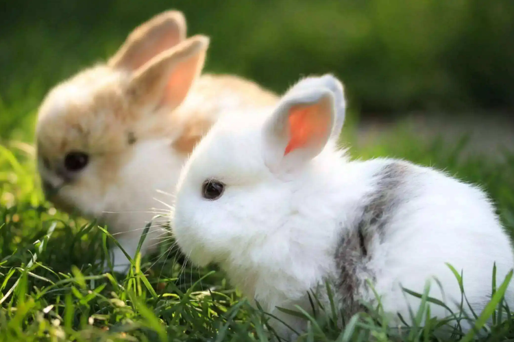 兔子当宠物怎么养比较好？（宠物兔该怎么养？）