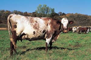 只知道奶牛产奶，那你知道奶牛的品种有哪些吗？