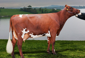 只知道奶牛产奶，那你知道奶牛的品种有哪些吗？