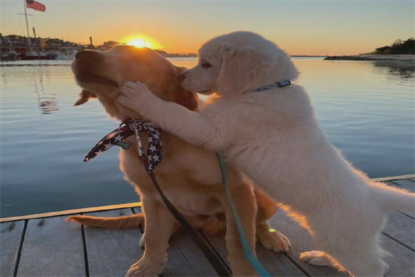 最浪漫的事无非就是和你一起看无数个日落——狗狗也有爱。