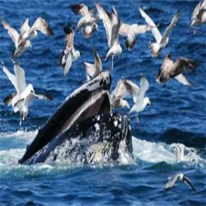 凶猛的海鸥连鲸鱼都怕了它，是为什么呢？