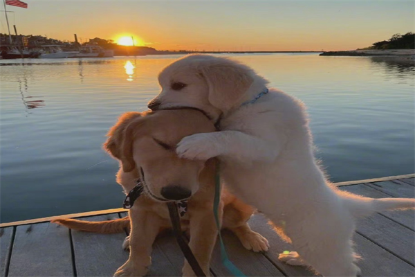 最浪漫的事无非就是和你一起看无数个日落——狗狗也有爱。