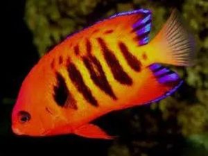 最红海水鱼，火焰仙该如何饲养？