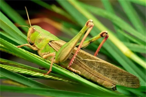 蝗虫就听得多，蝗虫的常见种类你知道么？