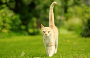 关于猫咪尾巴的知识！猫咪还会表达怎样的情绪？
