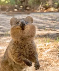 世界上最开心的动物——短尾矮袋鼠