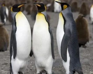 这十种企鹅你知道吗？它们生活在哪里？