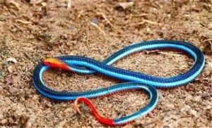 蓝长腺珊瑚蛇是一条神秘帅气的蛇，但它是有毒的吗？